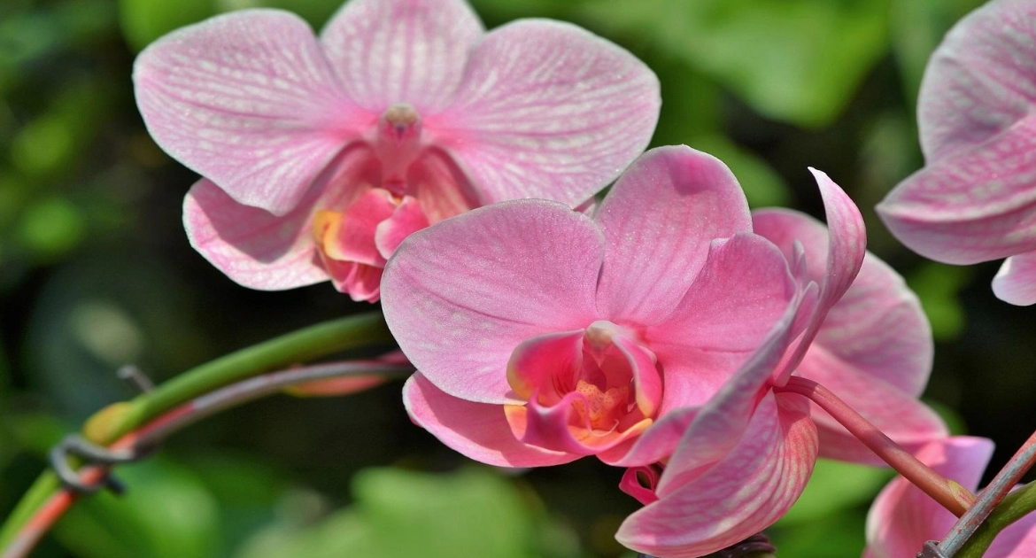 Orhideea-Molie: Simbol al feminitatii si frumusetii in casa ta