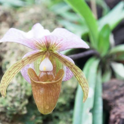 Habitate naturale, adaptabilitatea impresionanta a orhideelor 
