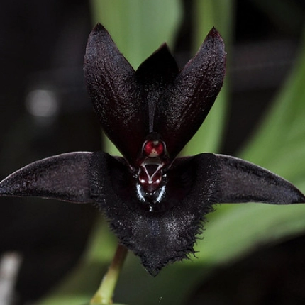 OrchidandBeauty: O Simfonie a Feminitatii Eterne