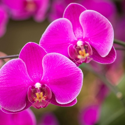 Orhideea-Molie: Simbol al feminitatii si frumusetii in casa ta